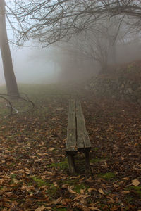 Person standing by tree in forest during autumn