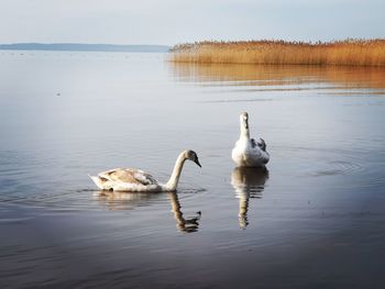 Swans swimming in lake