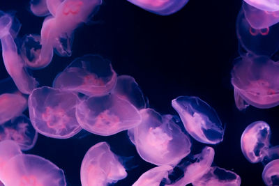 Close-up of jellyfish in sea