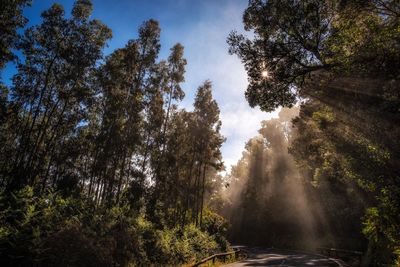 Low angle view of sunlight streaming through trees in forest