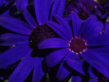 Close-up of purple flowers blooming outdoors