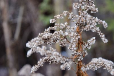 Close-up of frozen plant
