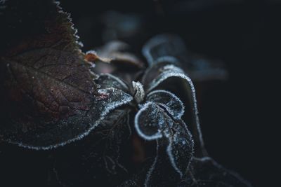 macro photography