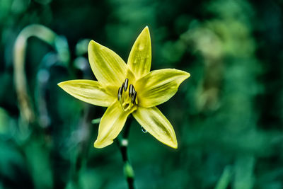 Close-up of yellow flowering plant