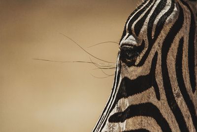 Close-up of a zebra