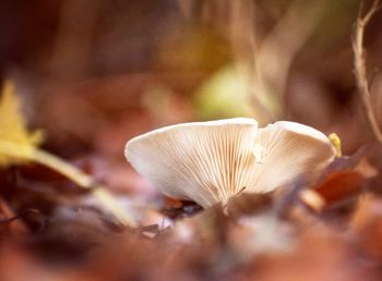 Close-up of white mushrooms