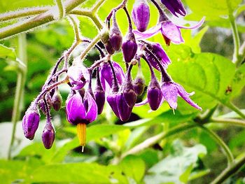 Close-up of purple flowers