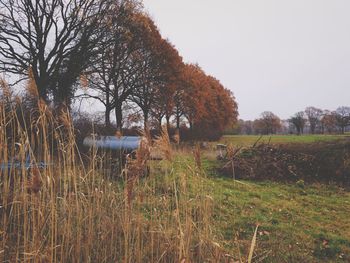 Trees on field against sky