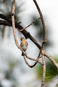 Fledgling female eastern bluebird sialia sialis perches on the trunk of a tree in naples, florida