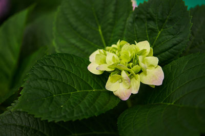 Close-up of green leaves on plant