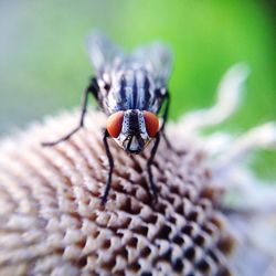 Close-up of insect