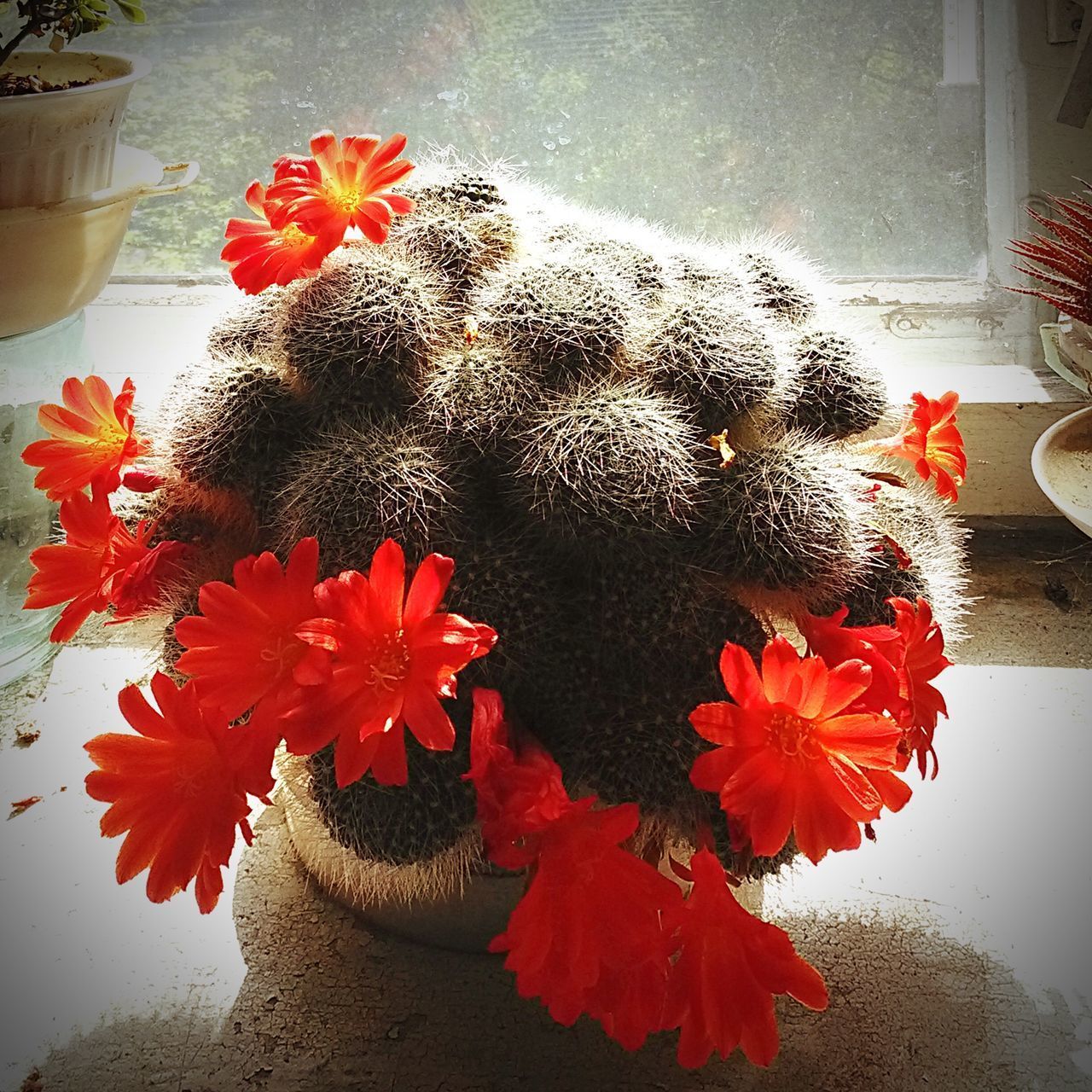 CLOSE-UP OF CACTUS