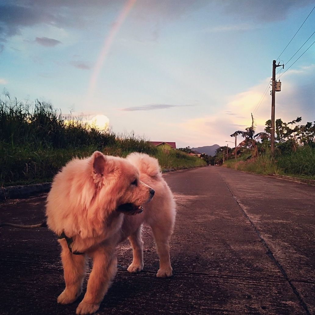 DOG ON ROAD AT SUNSET