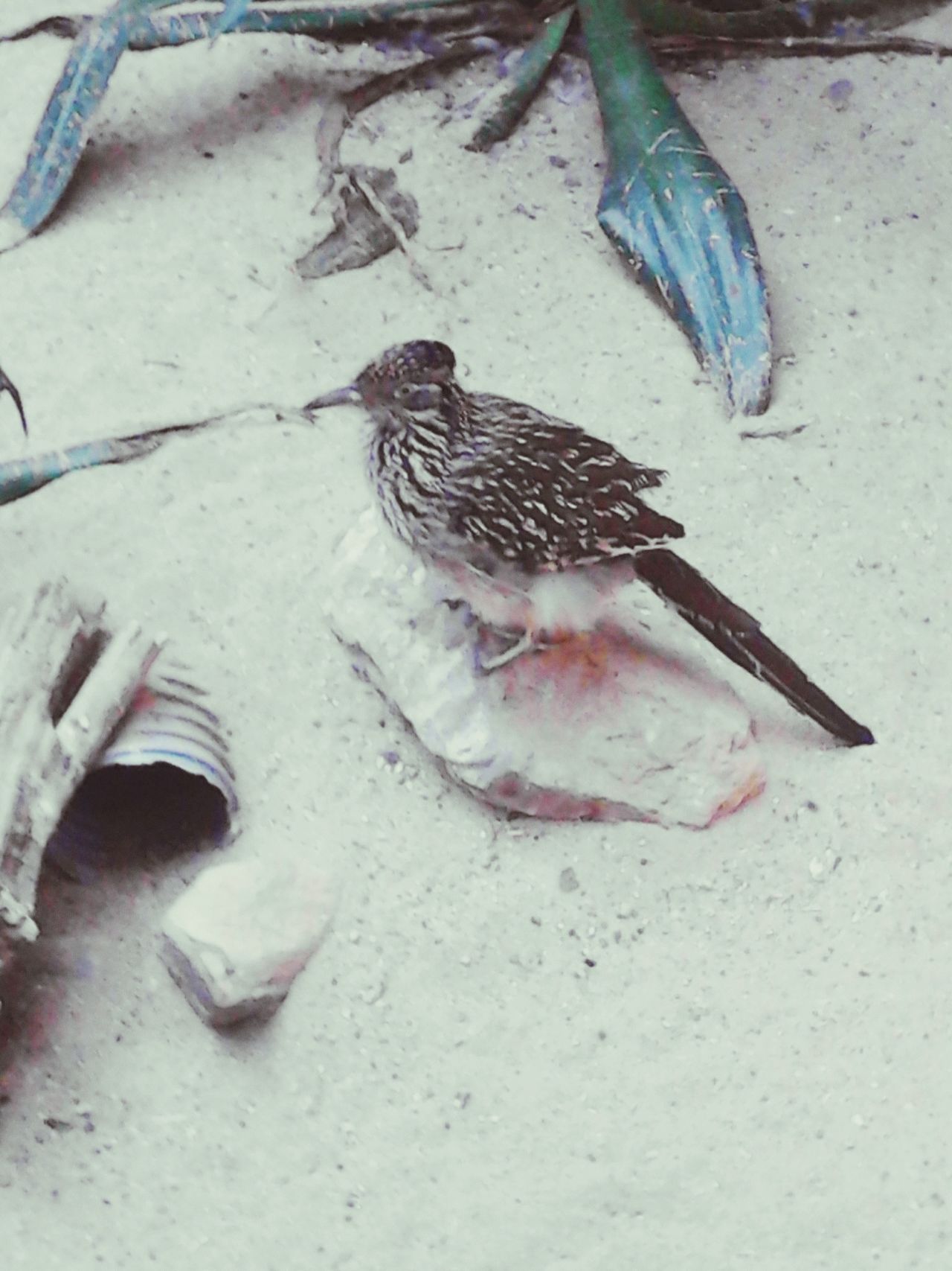 Bird standing in sand