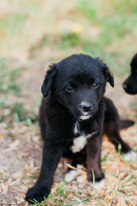 Little puppies on the road.