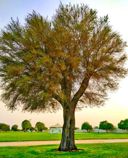 tree