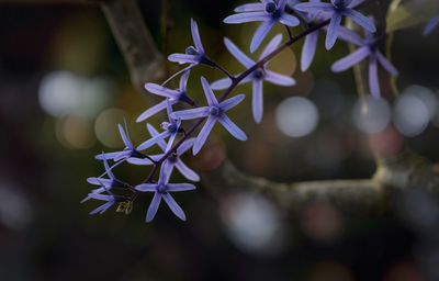 Close-up of purple flowering plant