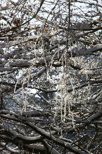 Close-up of snow covered tree