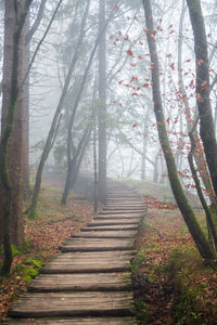 Footpath amidst trees in forest