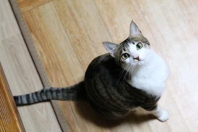High angle portrait of cat sitting on hardwood floor