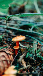 Close-up of mushroom growing on field