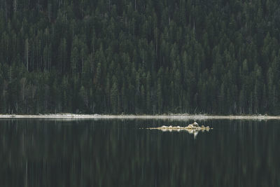 Scenic view of lake in forest