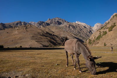 View of a horse on field