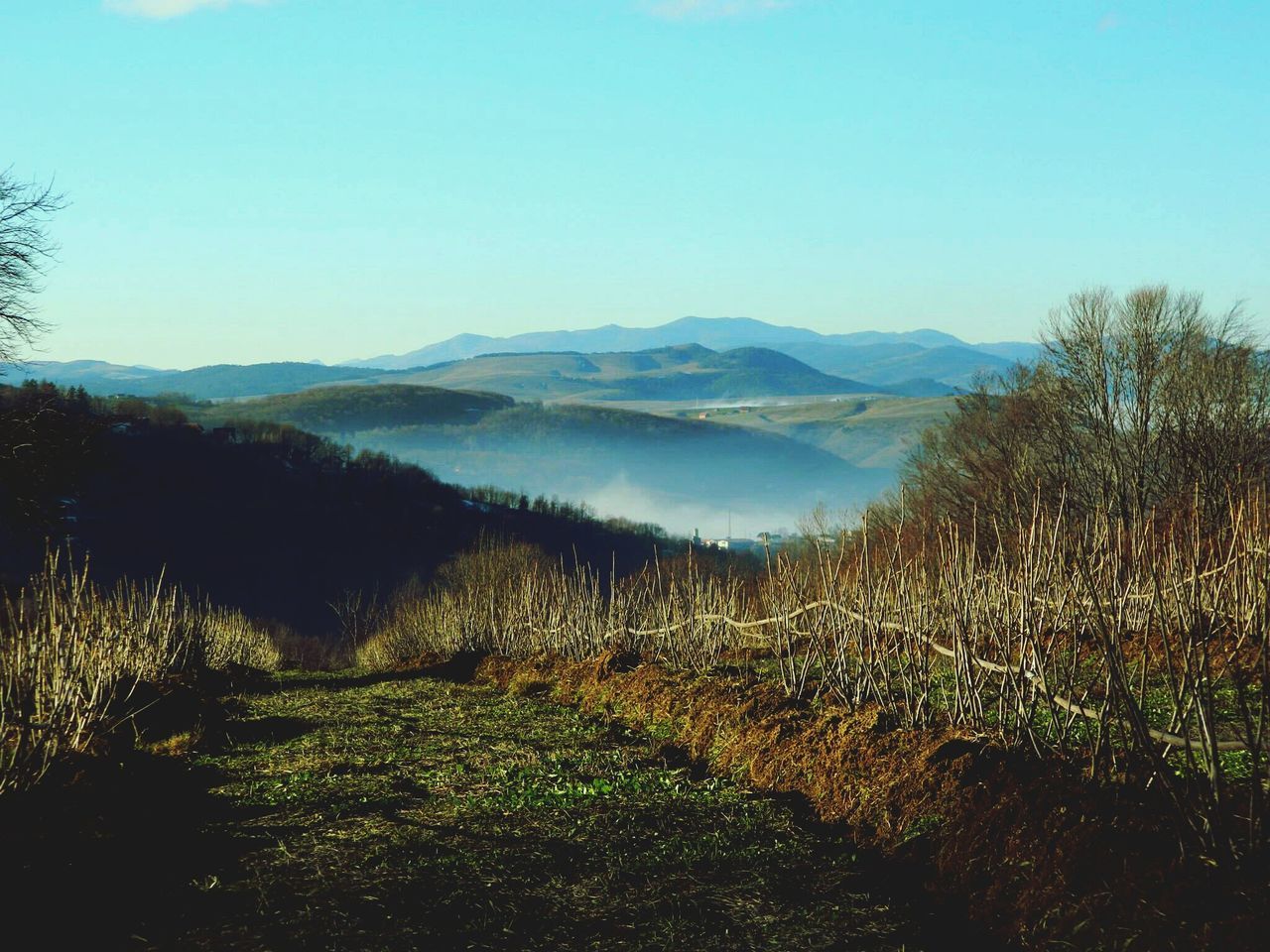 clear sky, tranquil scene, tranquility, landscape, mountain, copy space, scenics, beauty in nature, nature, tree, field, grass, blue, non-urban scene, mountain range, growth, plant, remote, day, idyllic