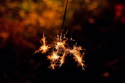 Close-up of firework display at night