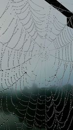 Close-up of spider web