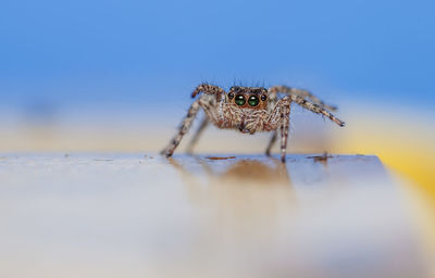 Close-up of spider