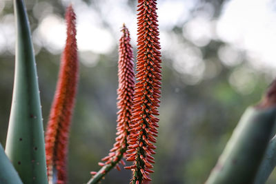 Close-up of red plant