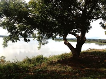 Trees by lake against sky