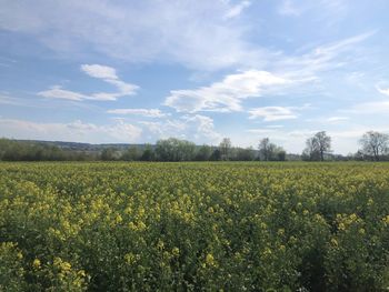 Scenic view of oilseed rape field against sky