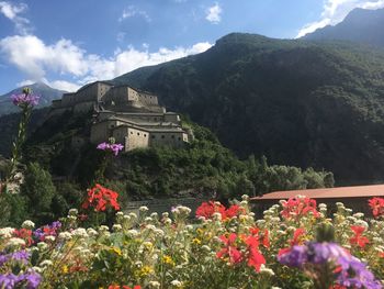 Flowering plants by building and mountains against sky
