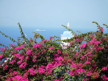 Low angle view of pink flowers blooming against sky