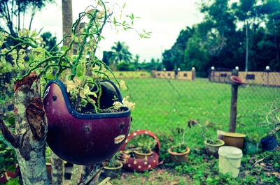 Close-up of fresh green plants