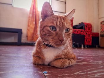 Portrait of cat lying on floor at home