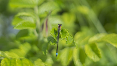 Close-up of damselfly on leaves