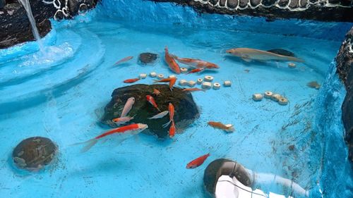 High angle view of fish swimming in sea