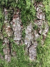 Close-up of moss growing on tree trunk