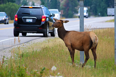 A female elk grazing extremely close to a busy highway.