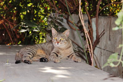 Portrait of a cat sitting on plant