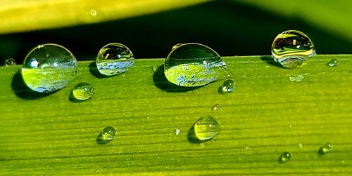 Close-up of raindrops on green leaves