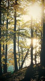 Sun shining through trees