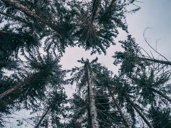 Low angle view of pine trees against sky