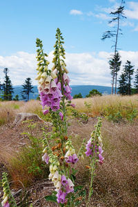 Purple flowering plants on field against sky