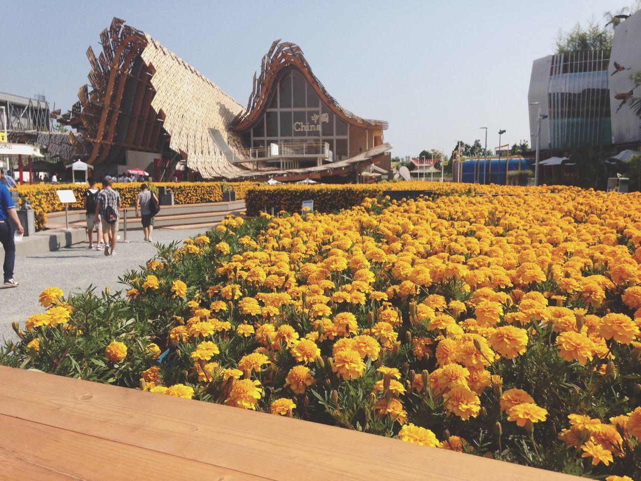 flower, building exterior, architecture, built structure, freshness, yellow, fragility, clear sky, growth, person, plant, men, day, sky, blooming, lifestyles, city, outdoors, incidental people