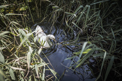 High angle view of snake on grass
