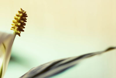 Low angle view of flowering plant against sky